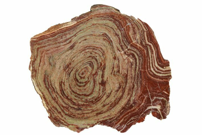 Polished, Neoproterozoic Stromatolite (Conophyton) - Morocco #180107